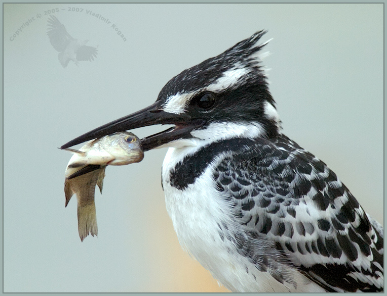Kingfisher-удачная охота Kingfisher