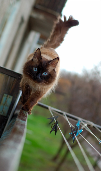 Прогулка кот гуляет