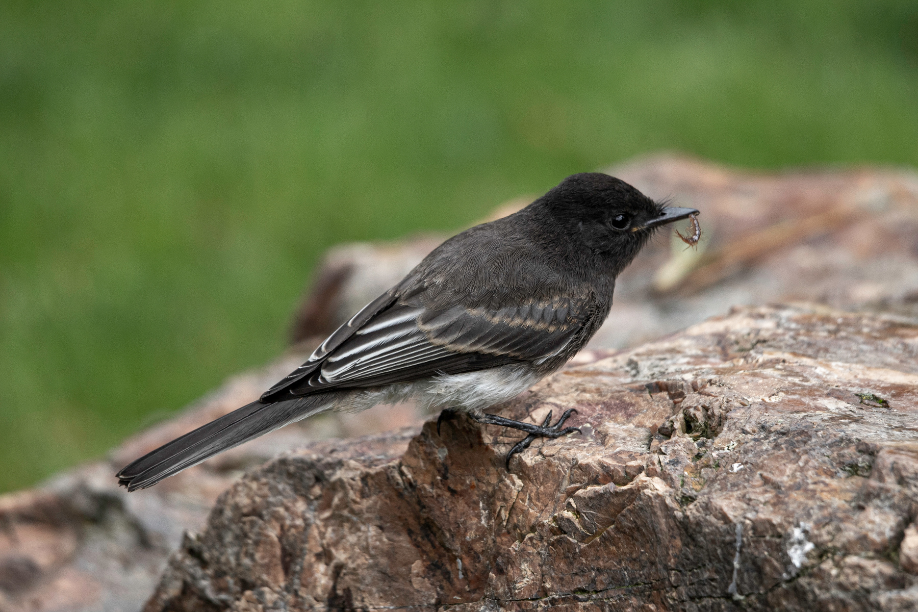 Чёрный фиби Чёрный фиби Sayornis nigricans