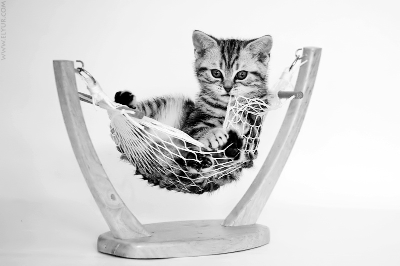 Relax.. take it easy! жара кот отдых