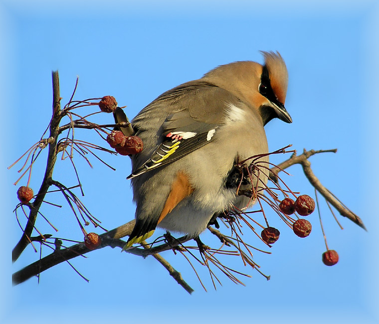 Знаю, что хорош свиристель waxwing