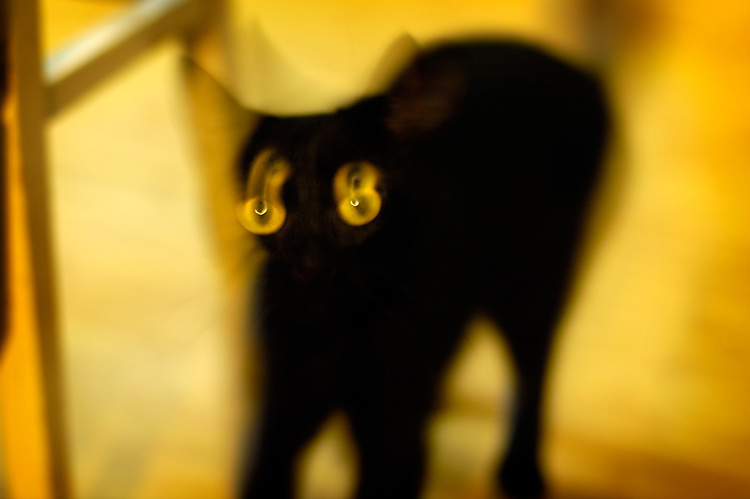 Чучундра кошка