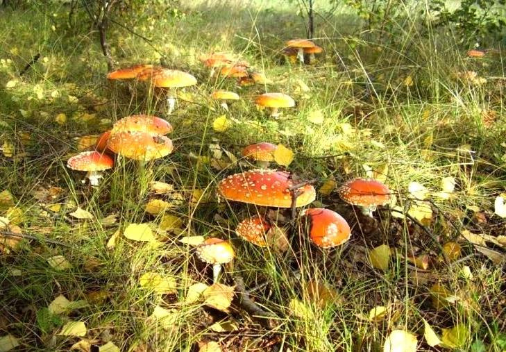 Как на параде гриб лес