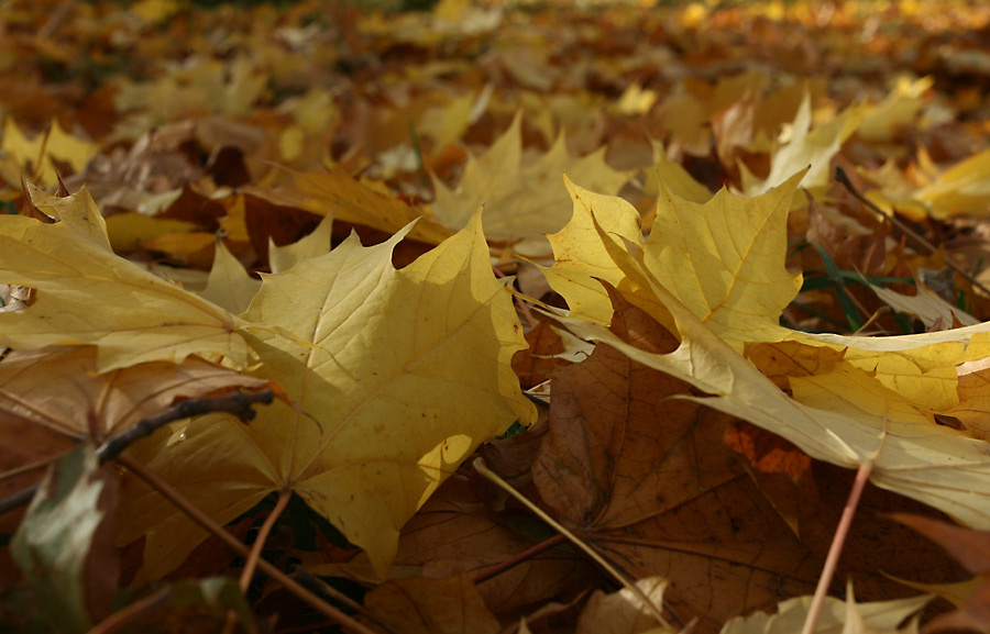 Maple leafs осень клен листья maple leaf