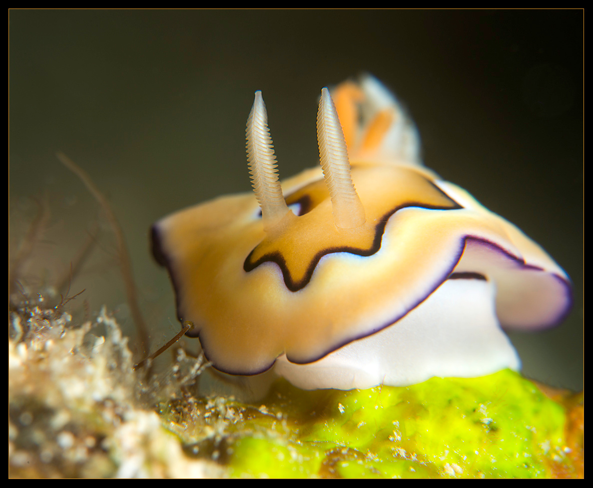 nudibranch дайвинг макро