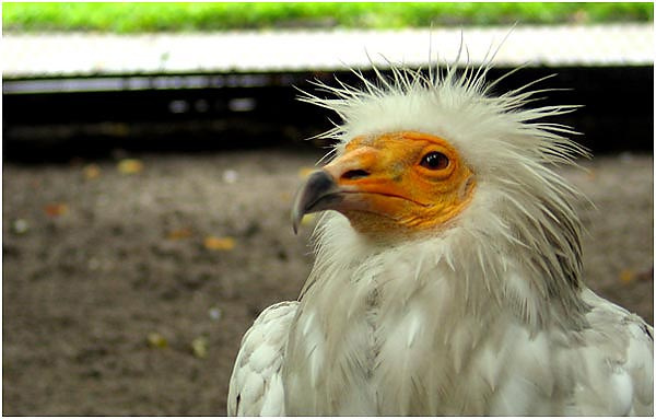 bird of prey 