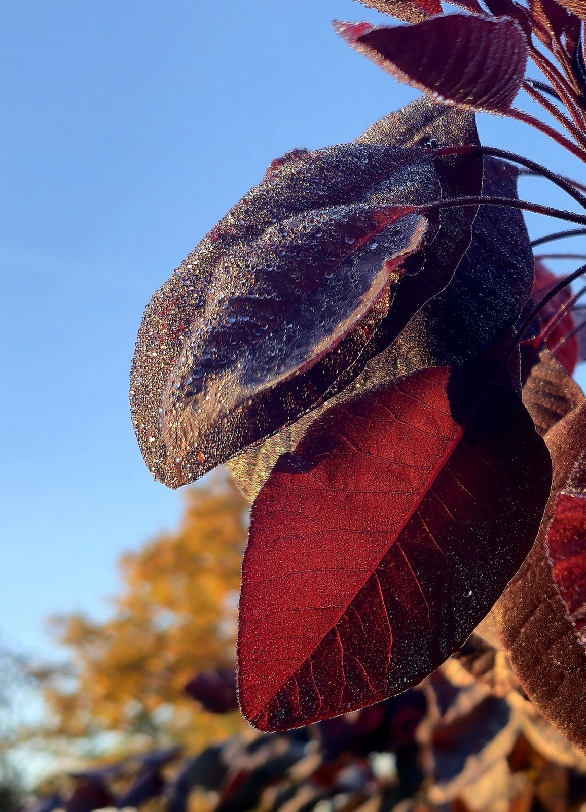 СКУПМИЯ... 