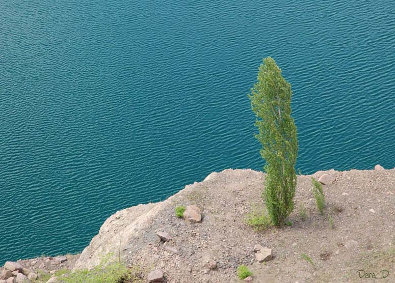 !. тополь, вода
