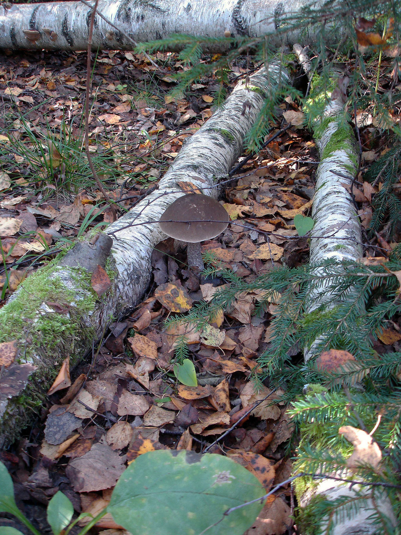 Подберёзовик подберёзовик, келколово, гриб, осень, берёзы