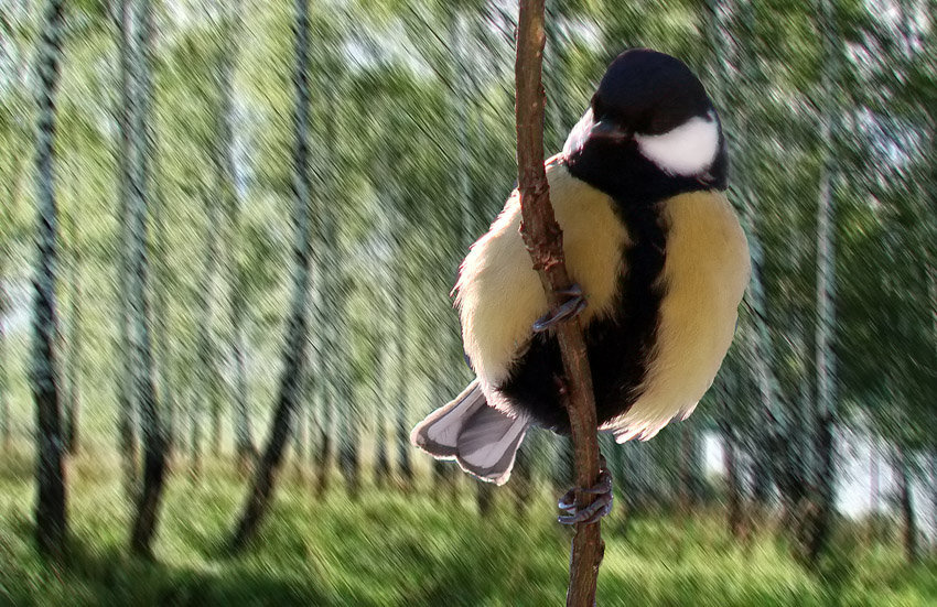 Большая синица (Parus Major) Большая синица
