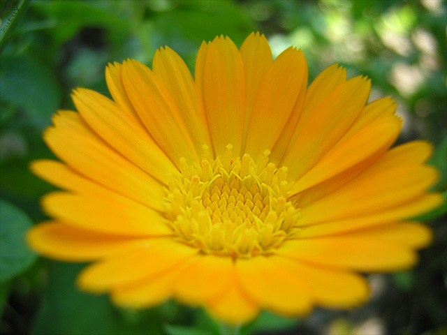 Just Flower 