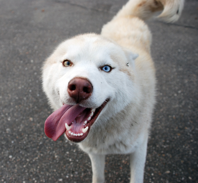 Blue and yellow eyes. 