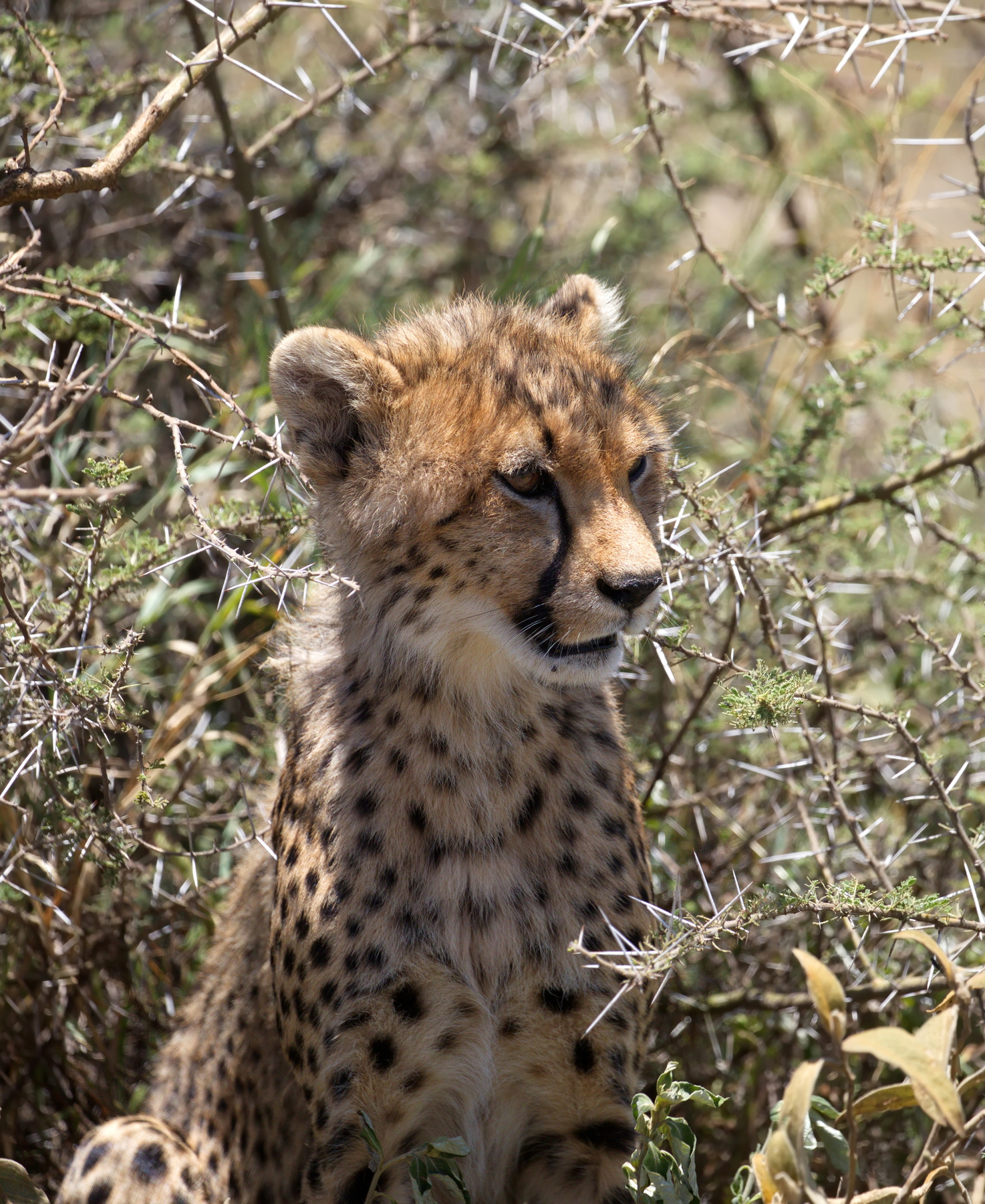 Послушно жду маму) хищники наблюдение Африка Serengeti