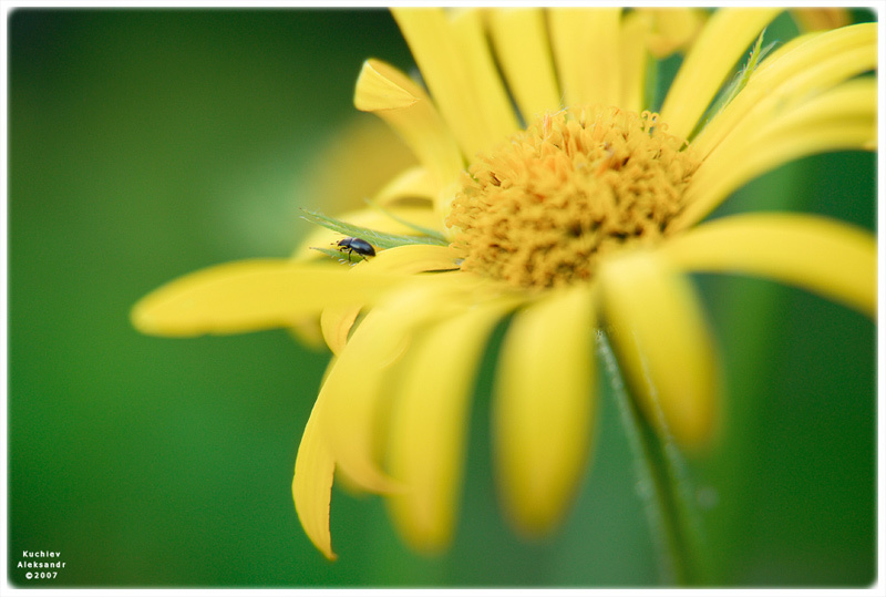 Little Beetle tierchen penquanta kuchiev aleksandr nikon D200 flower beetle little