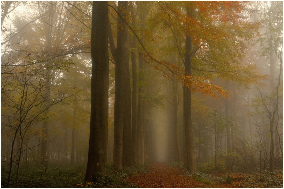 Mysterious autumn. 