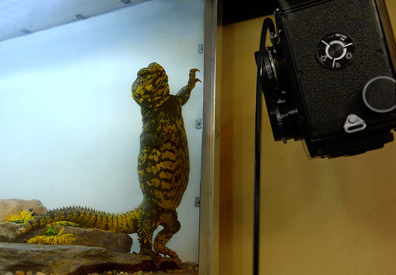 Пинхоол, говоришь? сахарский шипохвост Uromastyx geyri любопытство пинхол