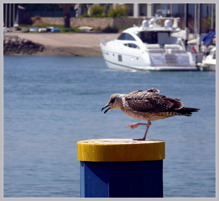 Отдать швартовы! Серебристая чайка, Larus argentatus