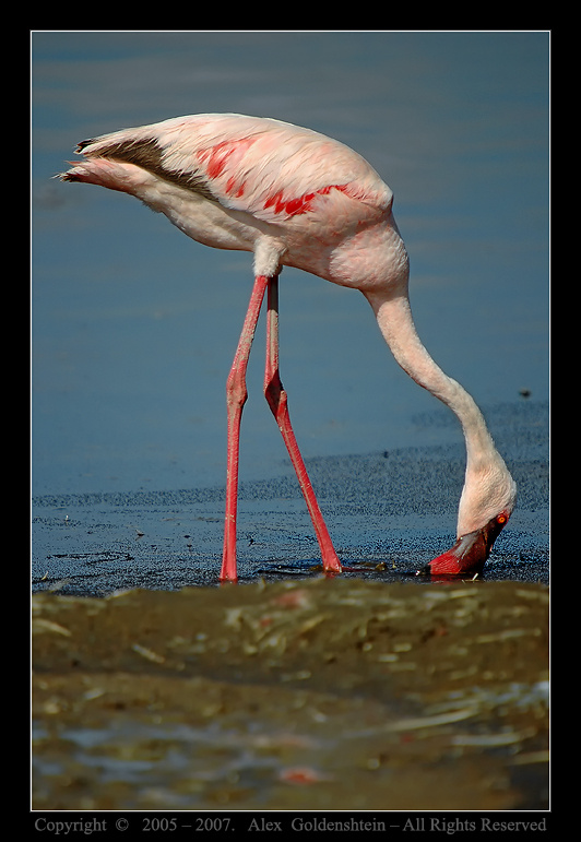 Mалый фламинго (Lesser Flamingo). Африка, Кения, Национальный, парк, озера, Накуру, Lesser-Flamingo, Phoenicopterus-ruber, фламинго