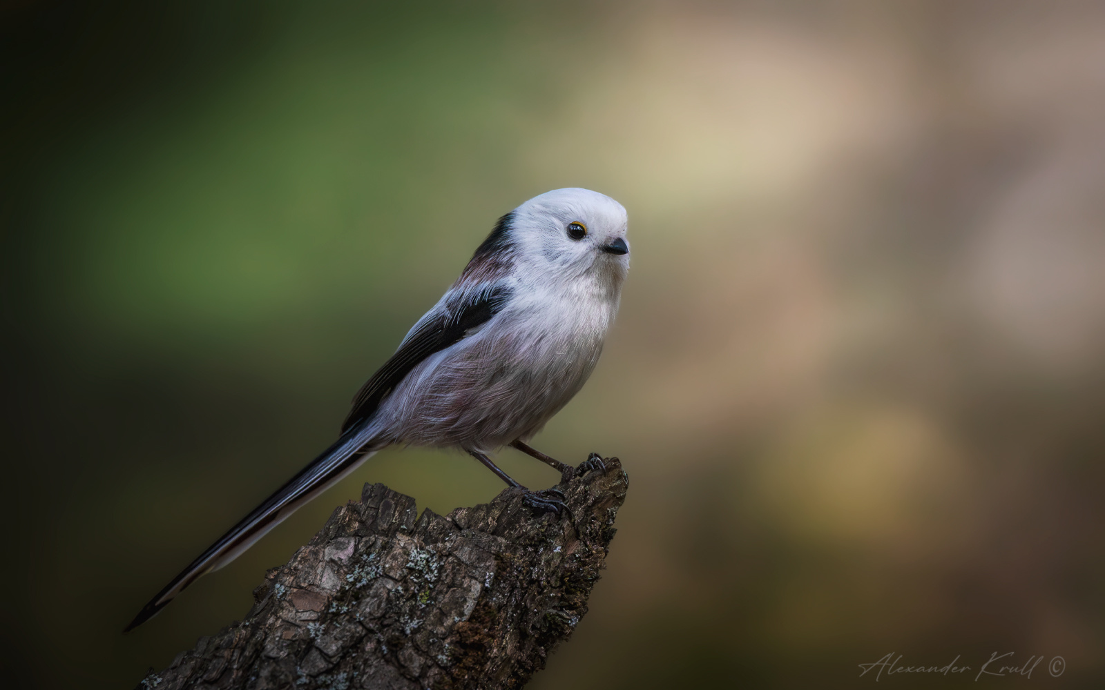 Белоснежка синица длиннохвостая ополовник aegithalos caudatus