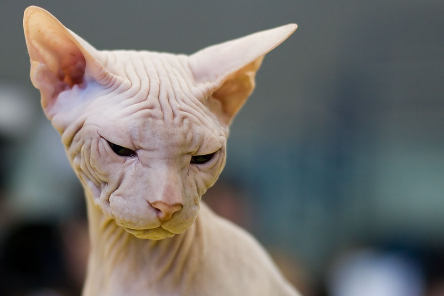 27130 Sphinx cat 