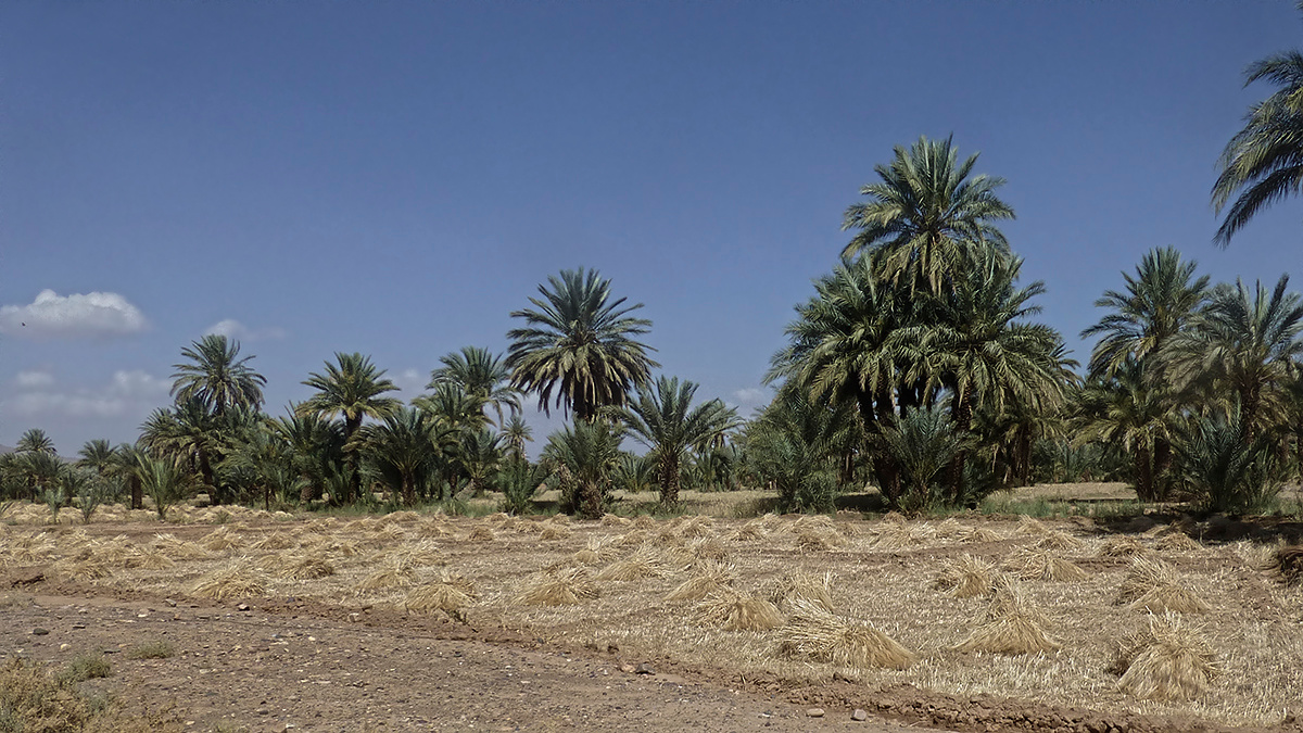 нивы сжаты Марокко Morocco Загора Zagora Тинзулин Tinzouline оазис река Драа Draa пойма нивы сжаты