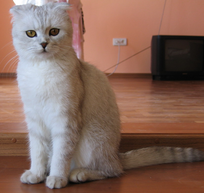 ... что-то мне это всё не нравится ?! кот, кошка, кошки