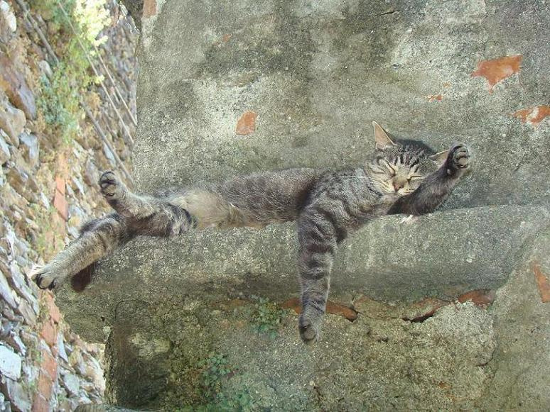 Сладкий сон кот