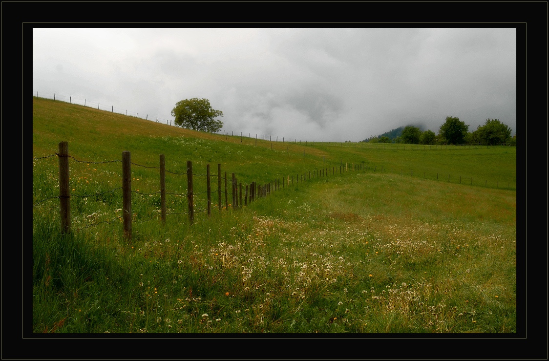 Dandelion Fields Forever одуванчики поле май