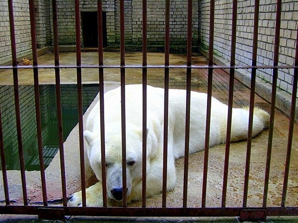 жизнь в клетке 