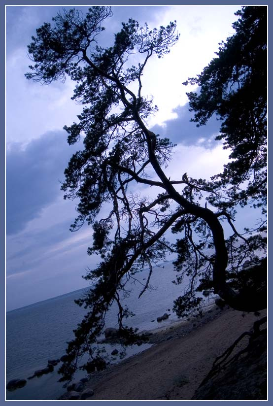 графити Эстония, море, дерево, вечер, горизонт