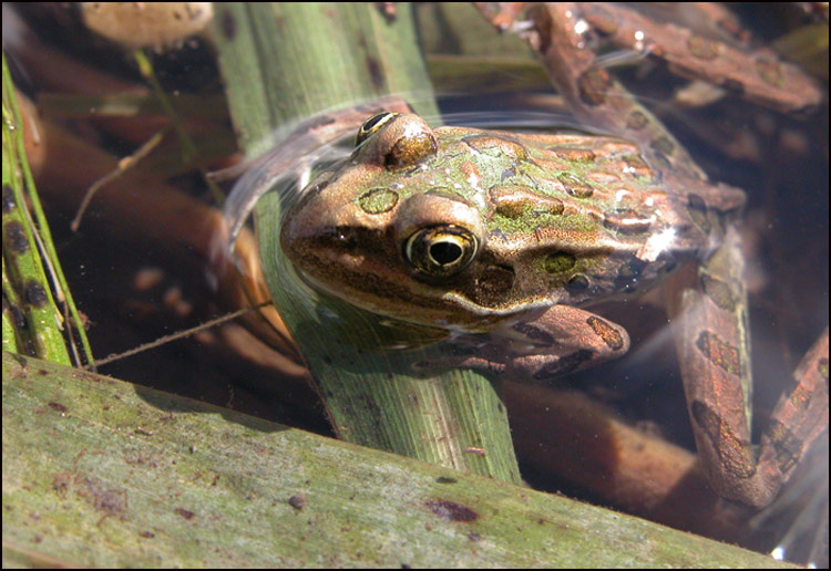 leopard frog 2 