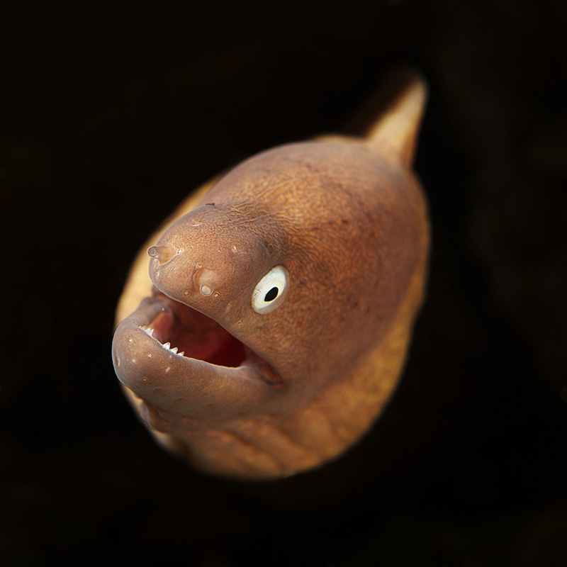 Из тьмы muraena, underwater