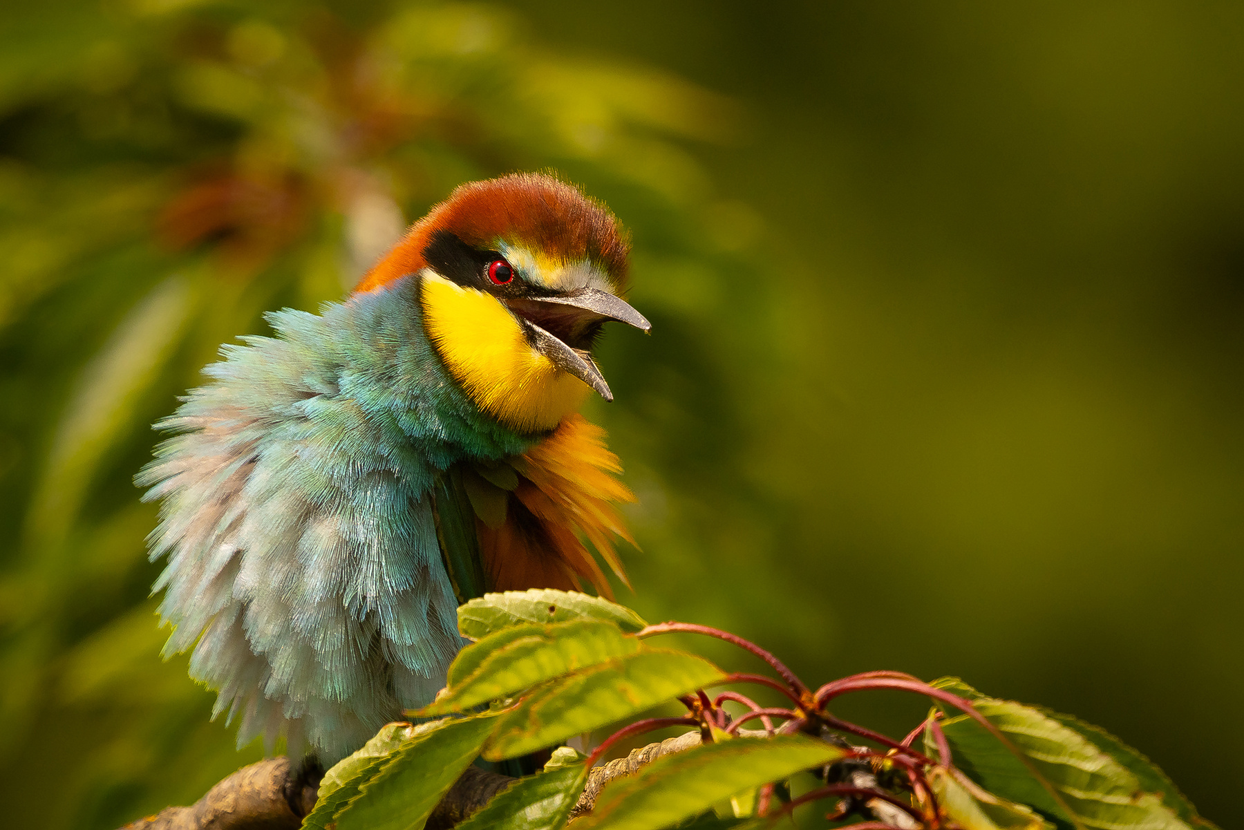 Bee-eater 