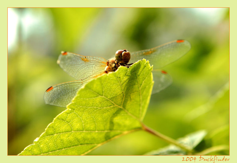 Первая стрекоза стрекоза, dragonfly