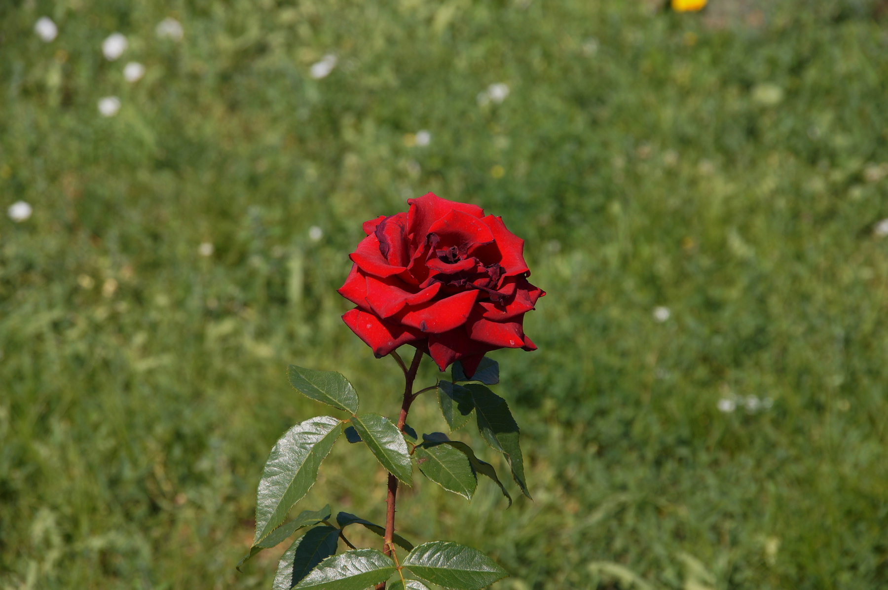 Роза 