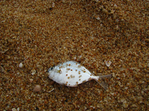 deadfish 