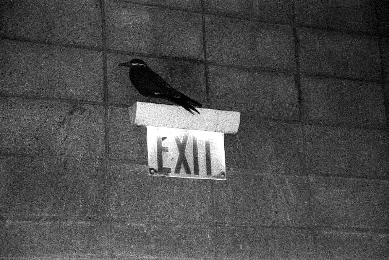 Exit Птица выход стена