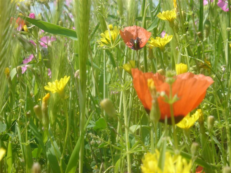 nature nature