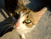 gatemalata кошка