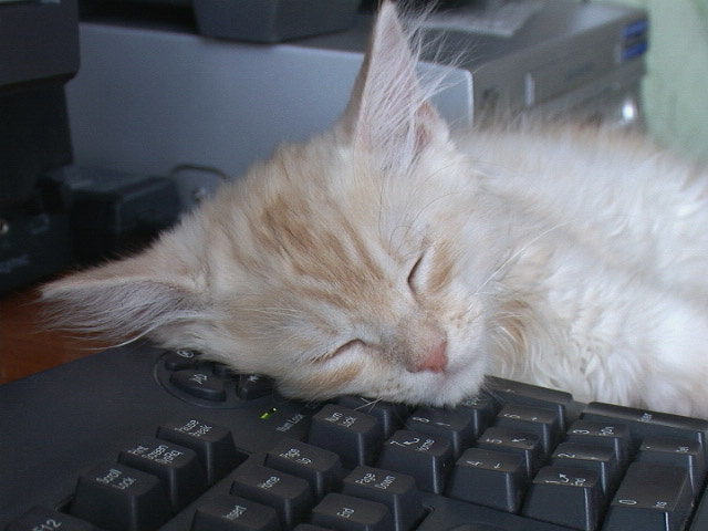работа... комп котенок сон работа