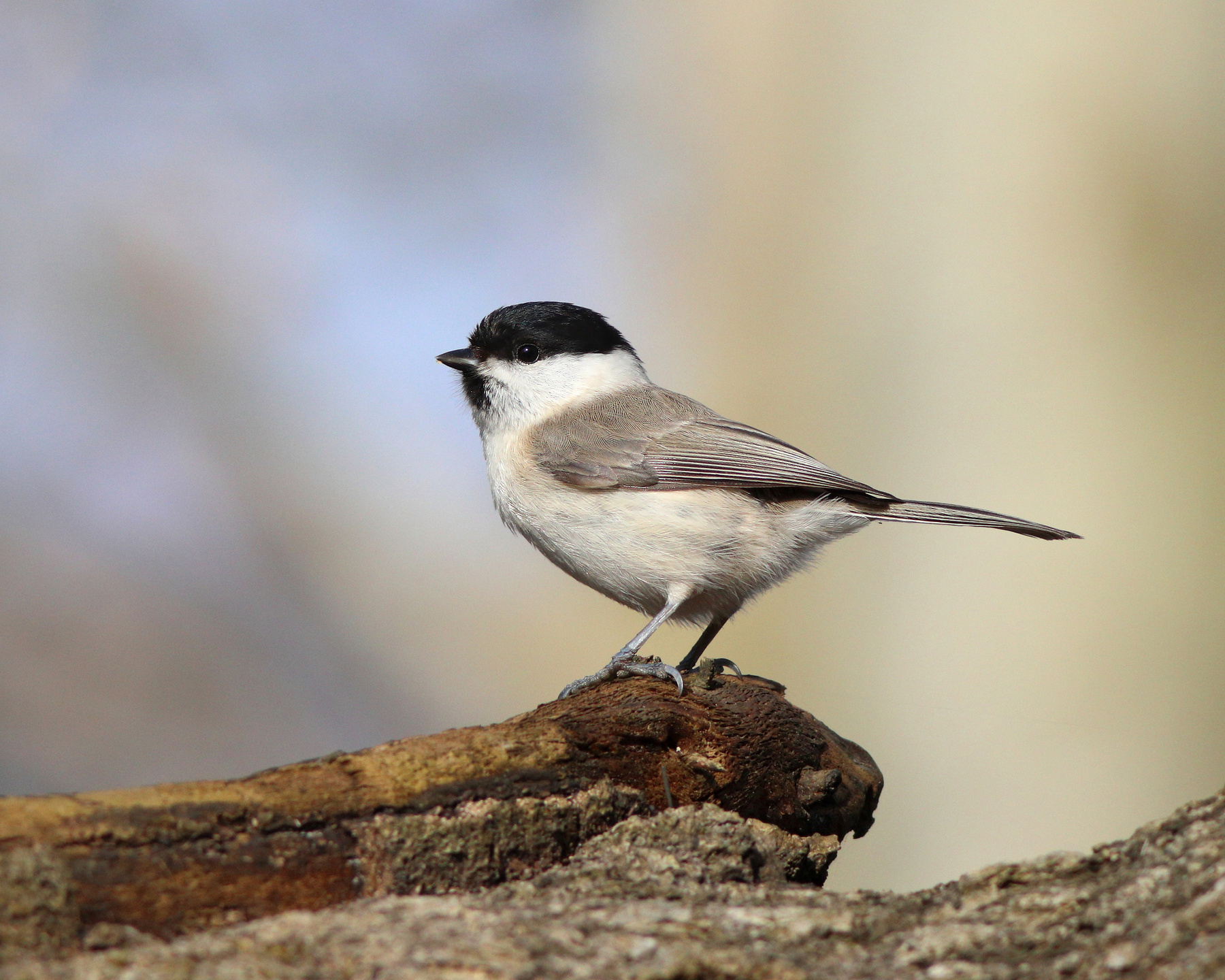 Пухляк Пухляк Буроголовая гаичка Parus montanus Willow tit