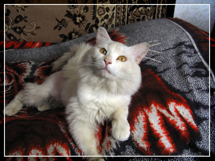 Белый и пушистый кот :) кот,животные