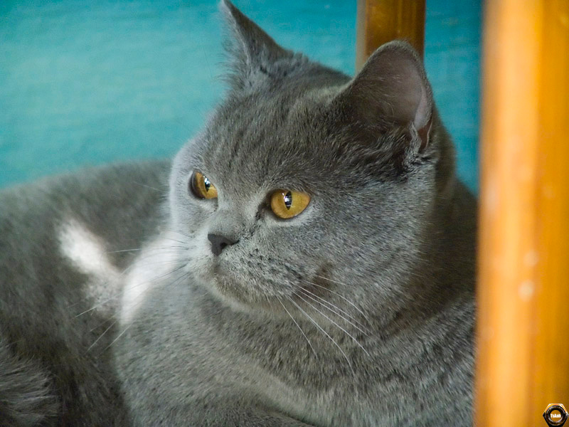 The Cat кошка