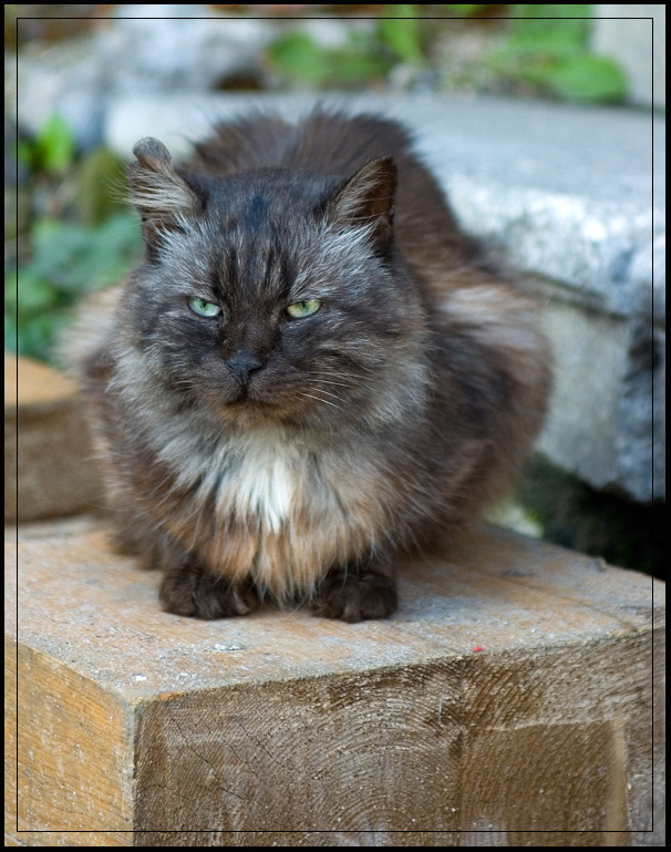 Монастырский кот 