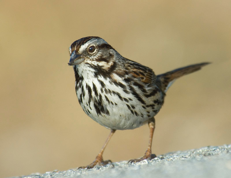 Vorobei 