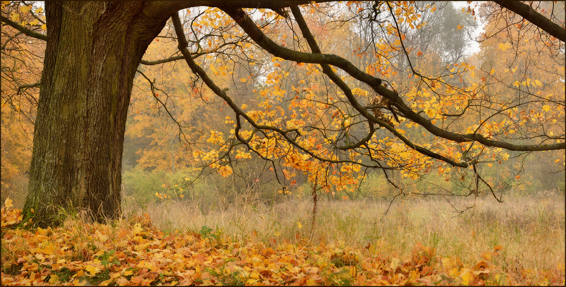 *** осень природа