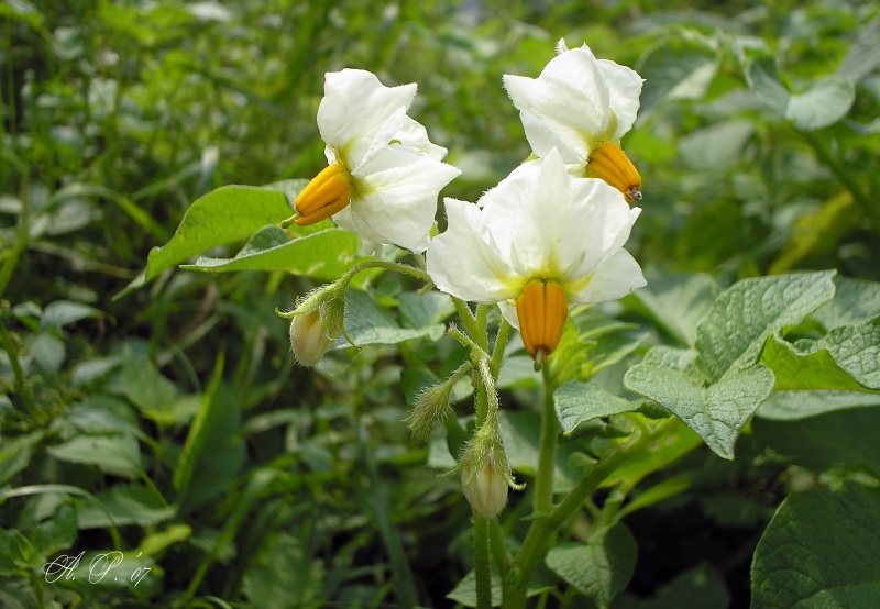 Solanum tuberosum Solanum tuberosum