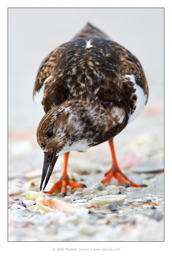 Завтрак туриста Камнешарка Ruddy Turnstone Florida US