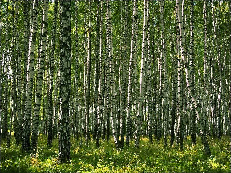 Березовая роща. Лето. береза, роща, лето