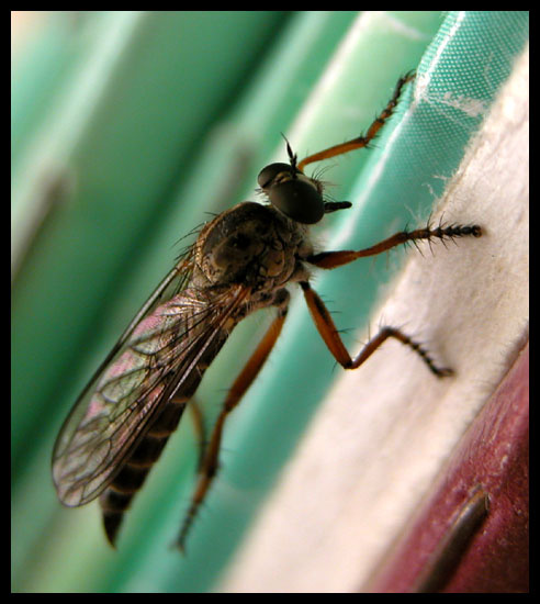 Тяга к знаниям bug